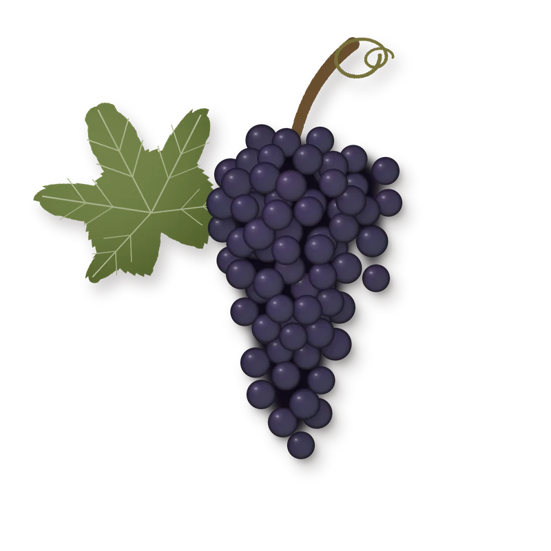 Drawing of a Aglianico bunch