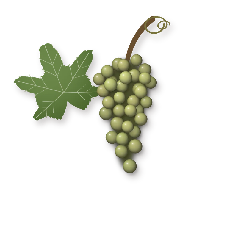 Drawing of a Albariño bunch