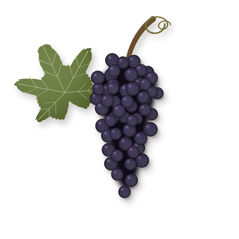 Drawing of a Alicante Bouschet bunch