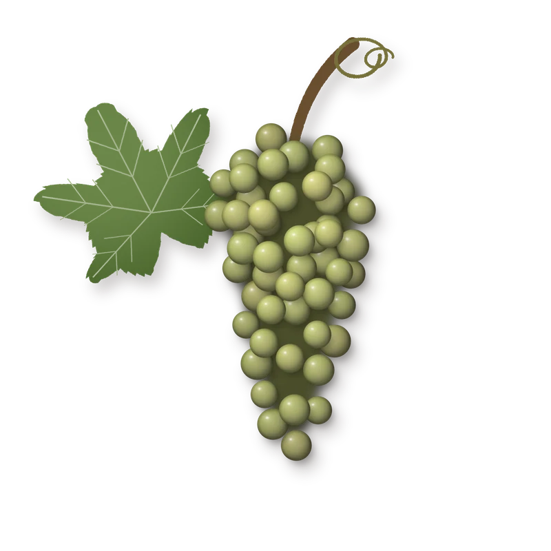 Drawing of a Alicante Branco bunch