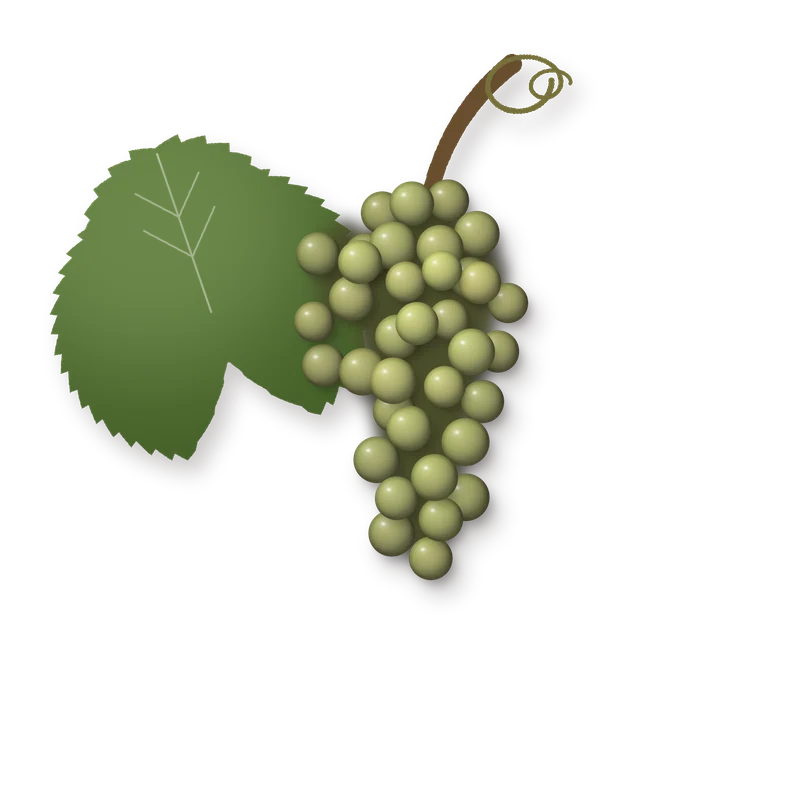Drawing of a Alvarinho bunch
