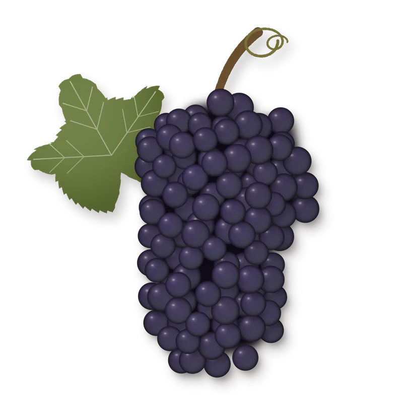 Drawing of a Aramon bunch