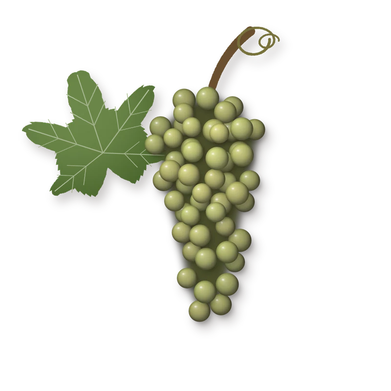 Drawing of a Arinto bunch