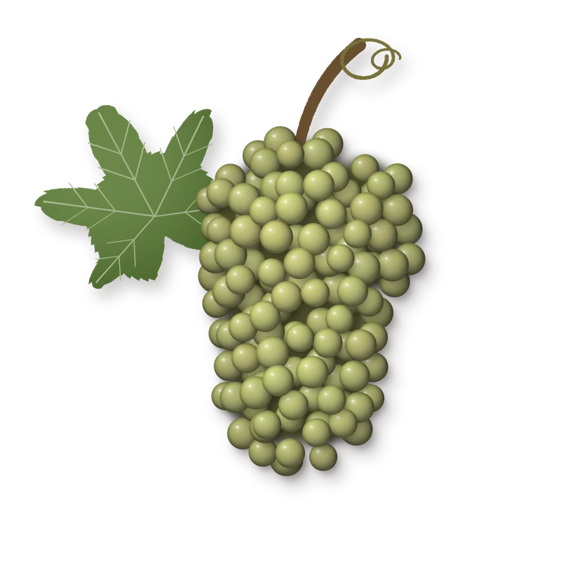 Drawing of a Arneis bunch