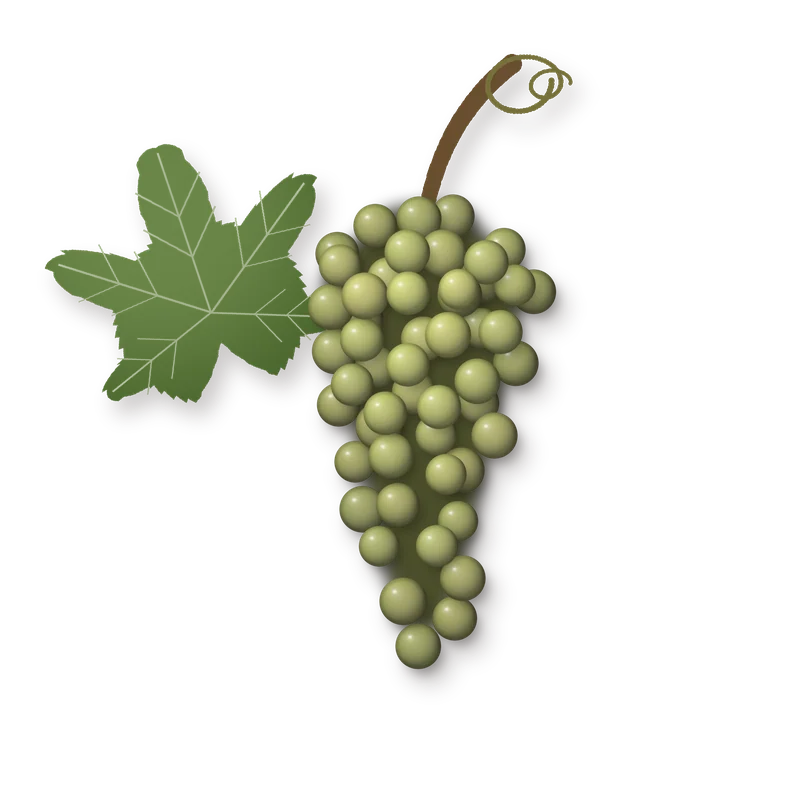 Drawing of a Bacchus bunch