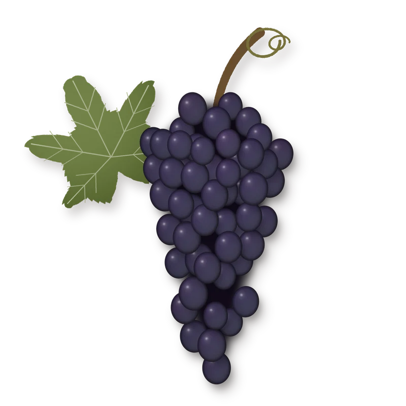 Drawing of a Barbera bunch
