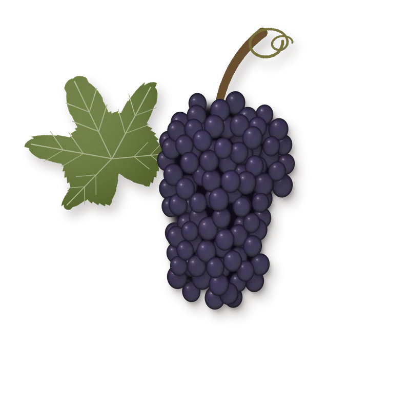 Drawing of a Bastardo bunch