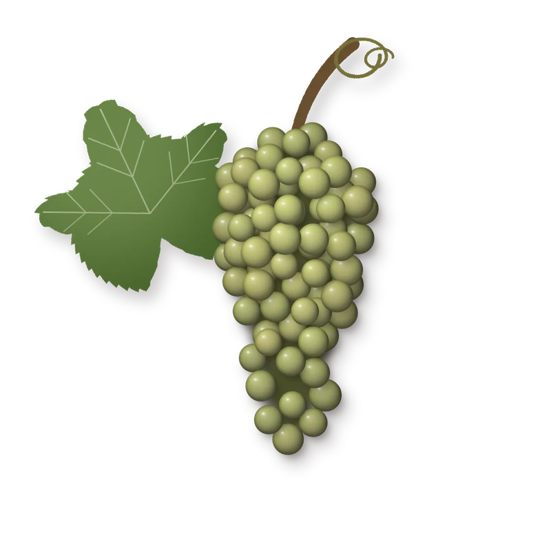 Drawing of a Bianchetta Trevigiana bunch