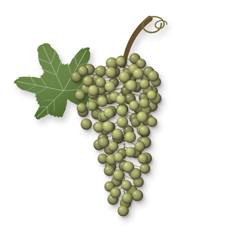 Drawing of a Cabernet Blanc bunch