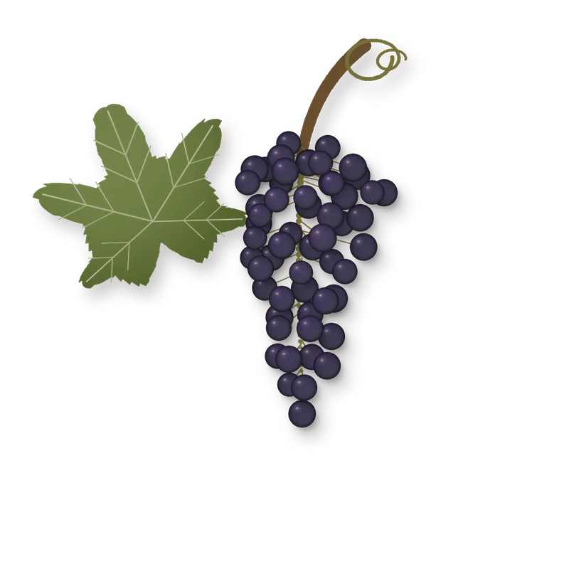 Drawing of a Cabernet Franc bunch