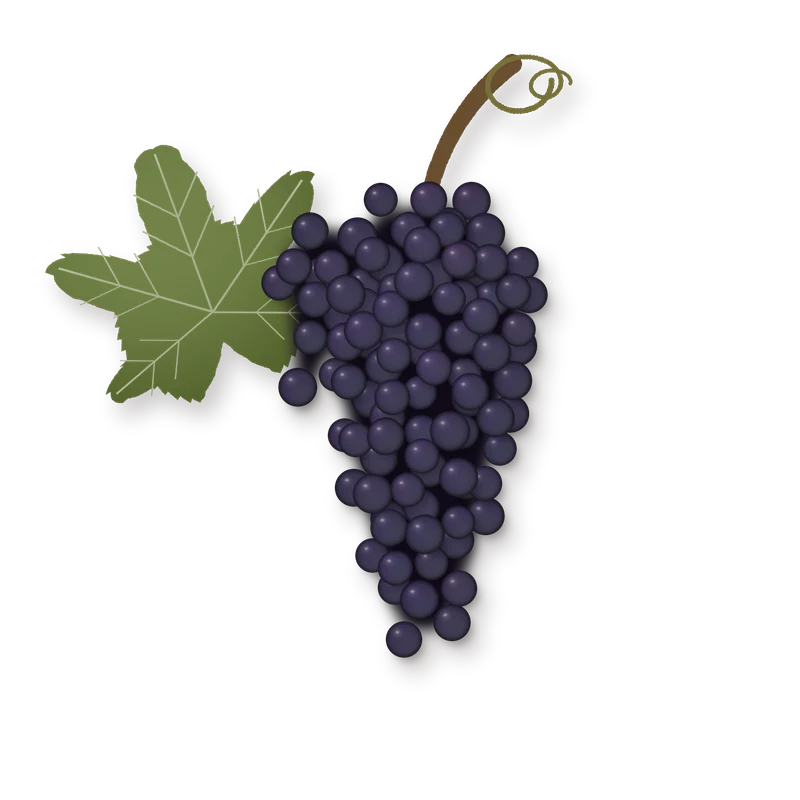 Drawing of a Cabernet Sauvignon bunch