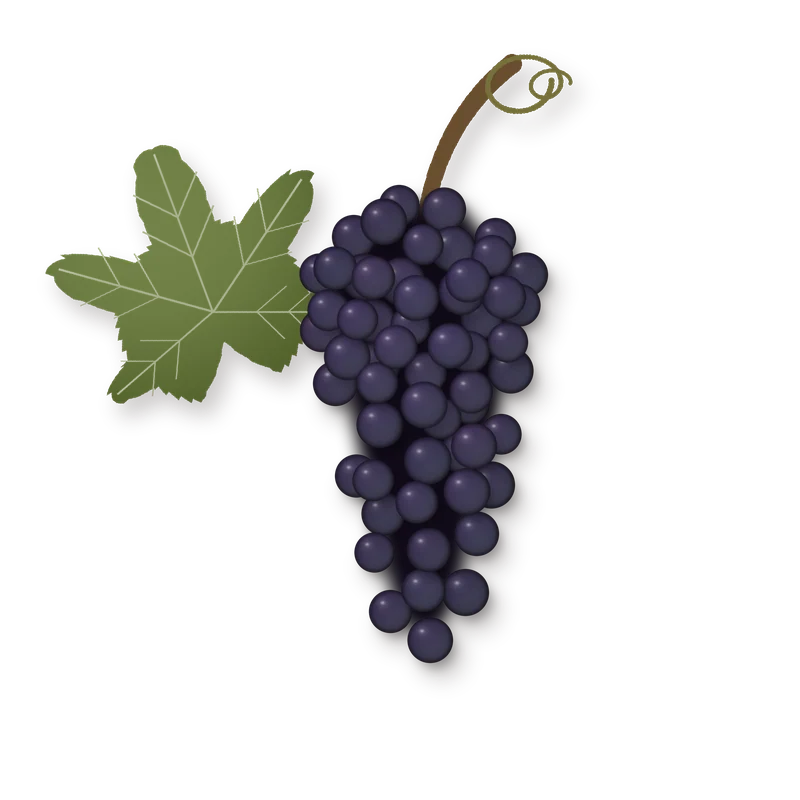 Drawing of a Caíño Tinto bunch