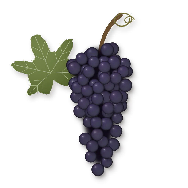 Drawing of a Camarese bunch