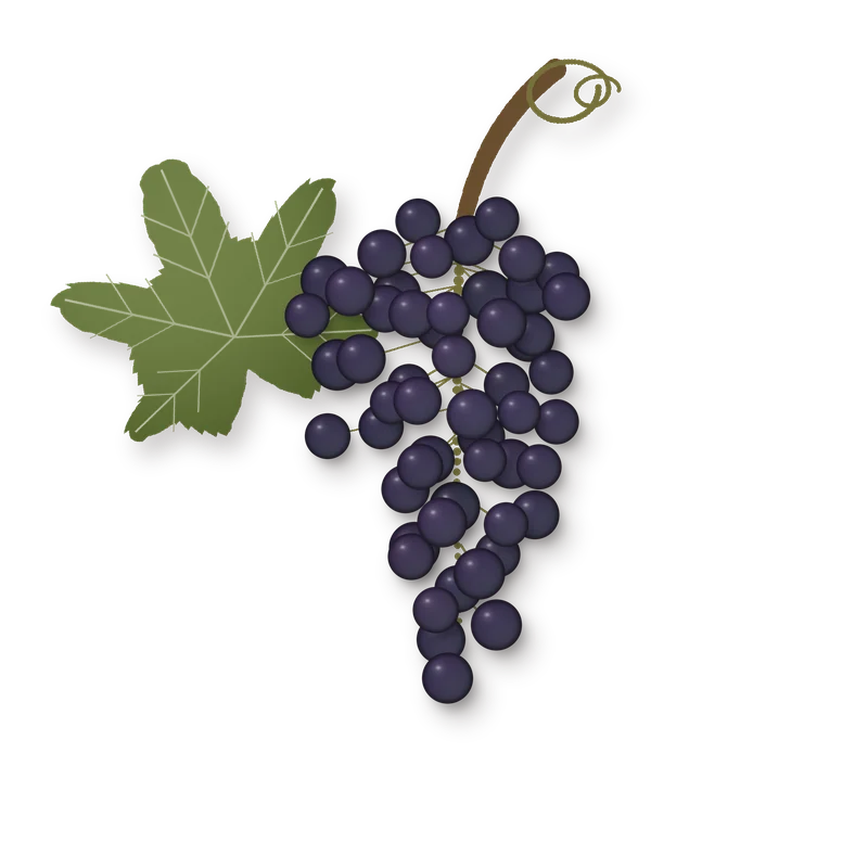 Drawing of a Canaiolo Nero bunch
