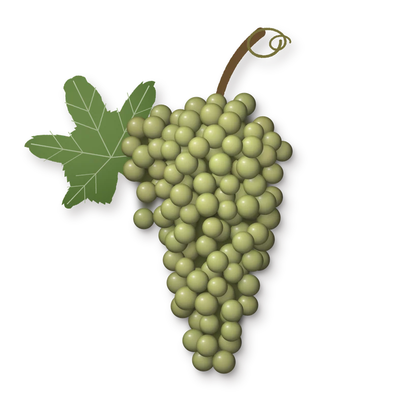 Drawing of a Carignan Blanc bunch