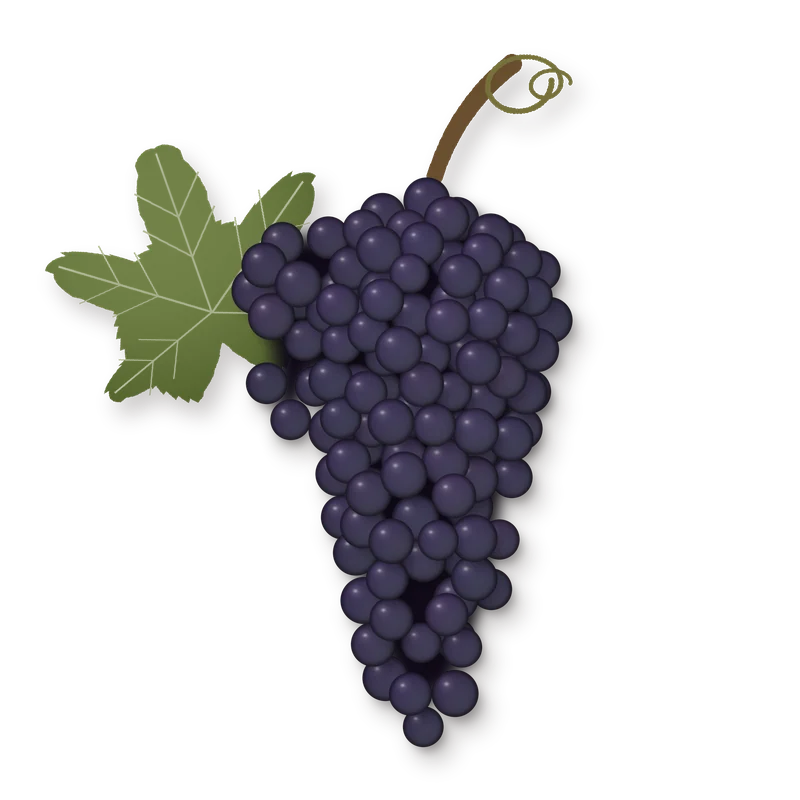 Drawing of a Carignan bunch