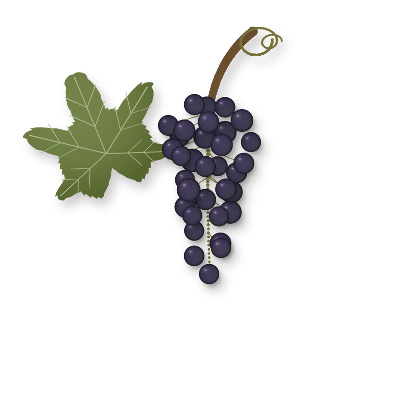 Drawing of a Carmenere bunch
