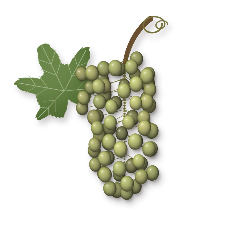 Drawing of a Carricante bunch