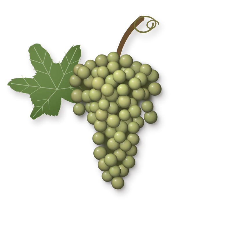Drawing of a Catarratto bunch