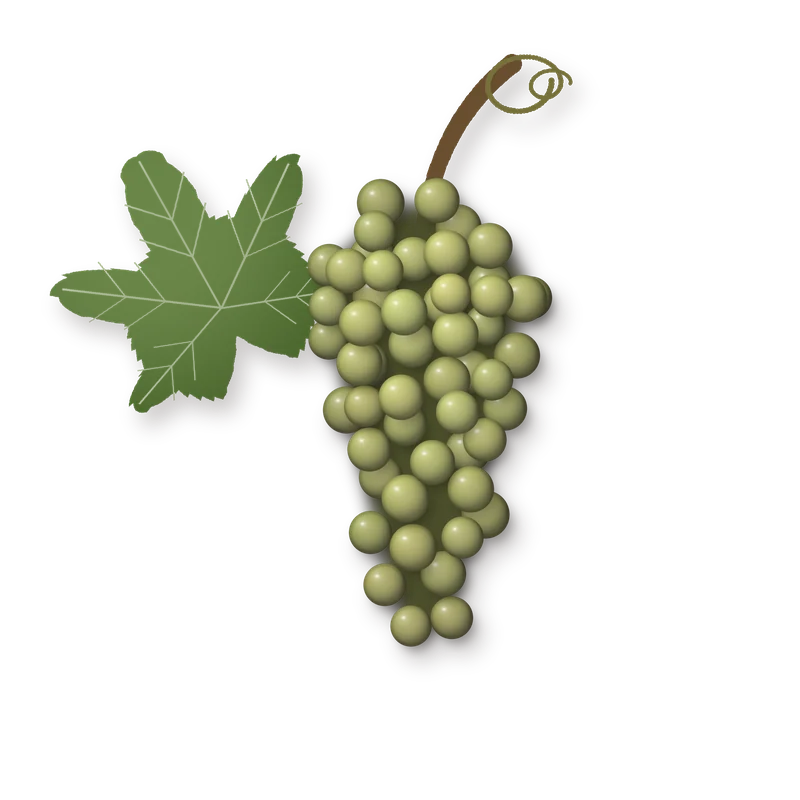 Drawing of a Cerceal Branco bunch