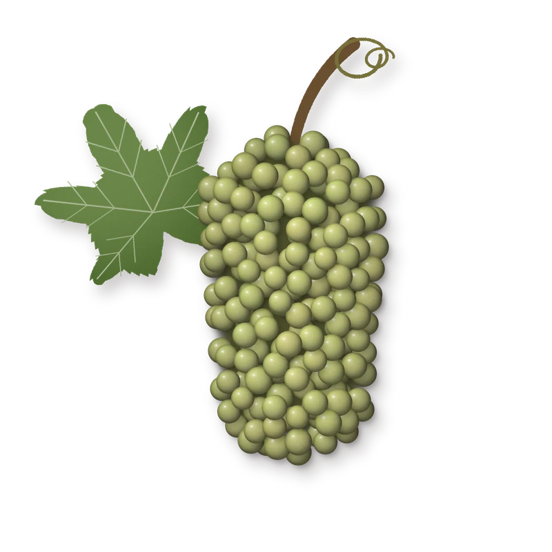 Drawing of a Chardonnay bunch