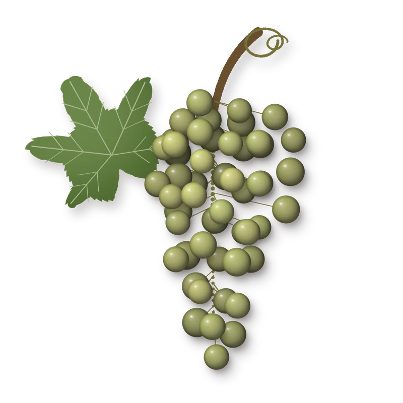 Drawing of a Chasselas bunch