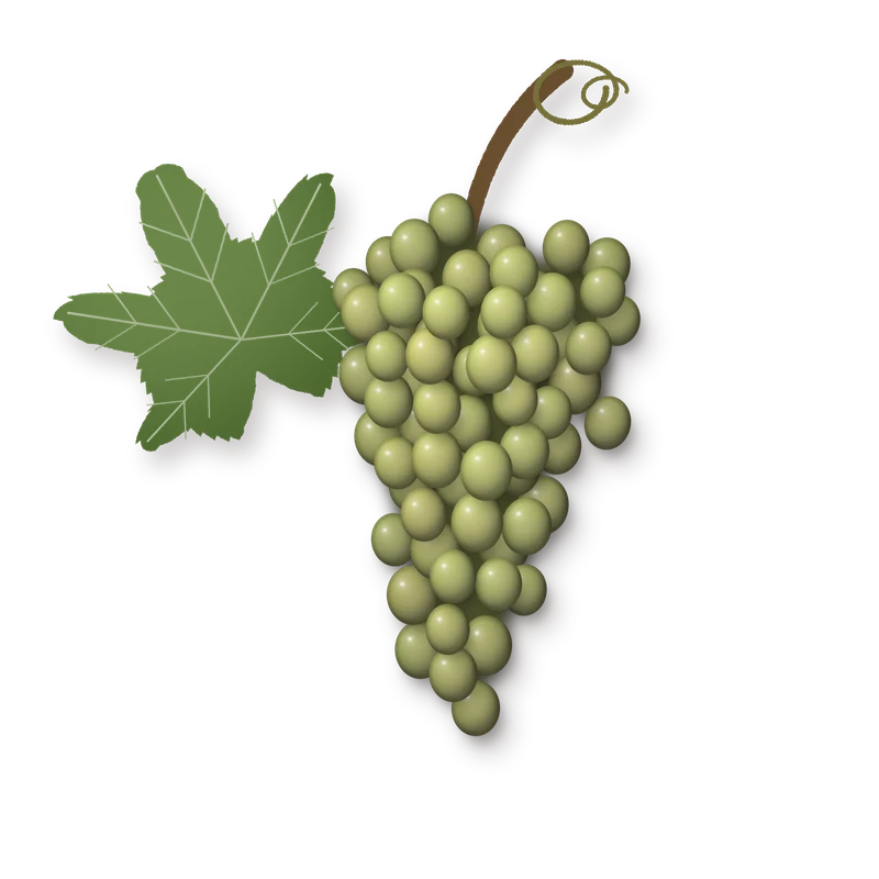 Drawing of a Chenin Blanc bunch