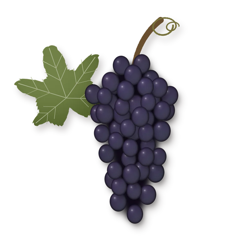 Drawing of a Cinsault bunch