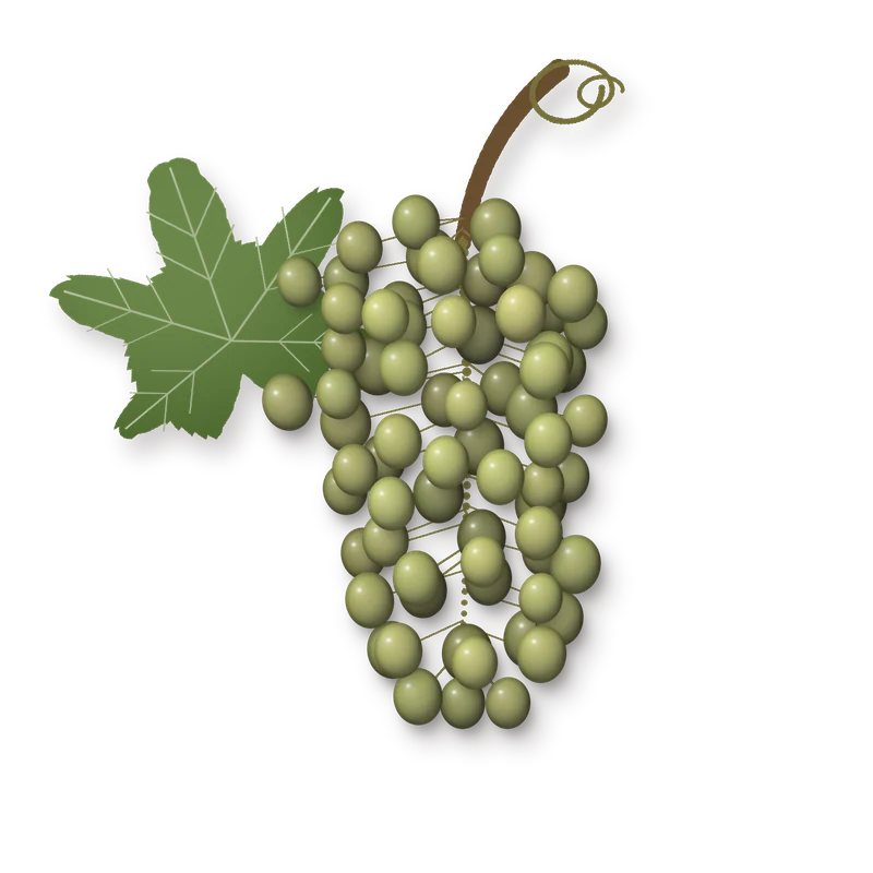 Drawing of a Clairette bunch