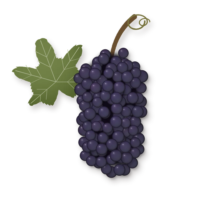Drawing of a Cornalin bunch