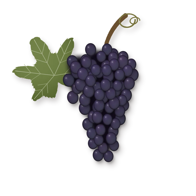 Drawing of a Corvina Veronese bunch