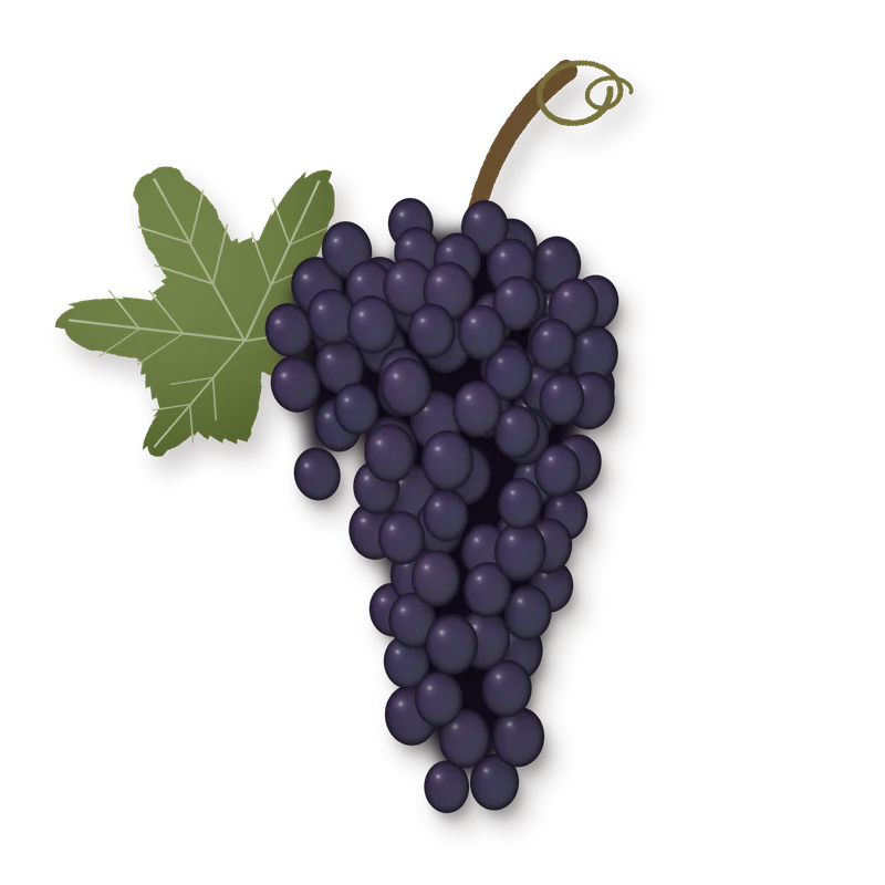 Drawing of a Corvina bunch