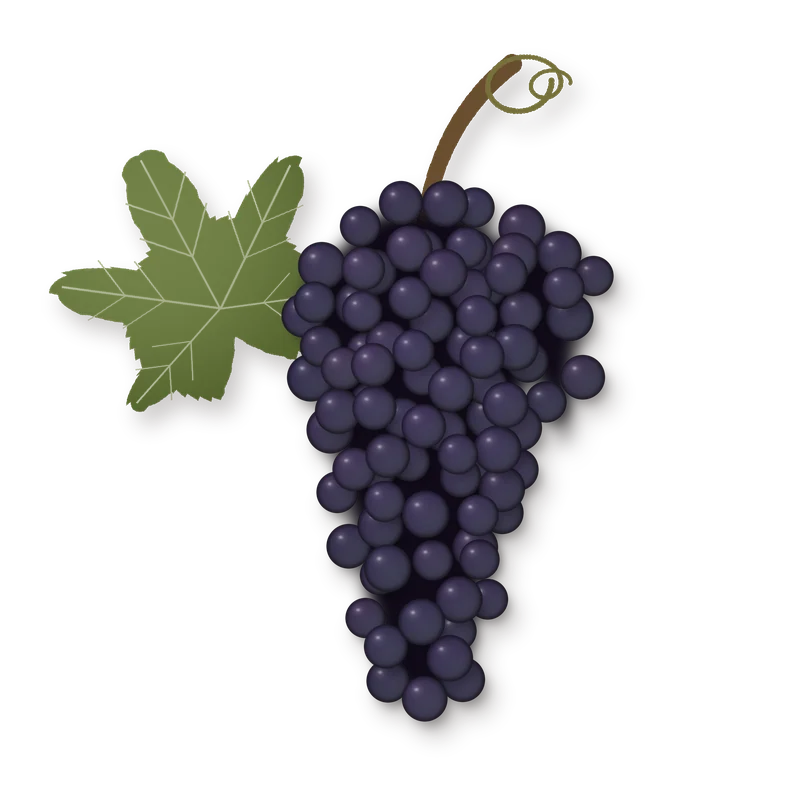 Drawing of a Croatina bunch