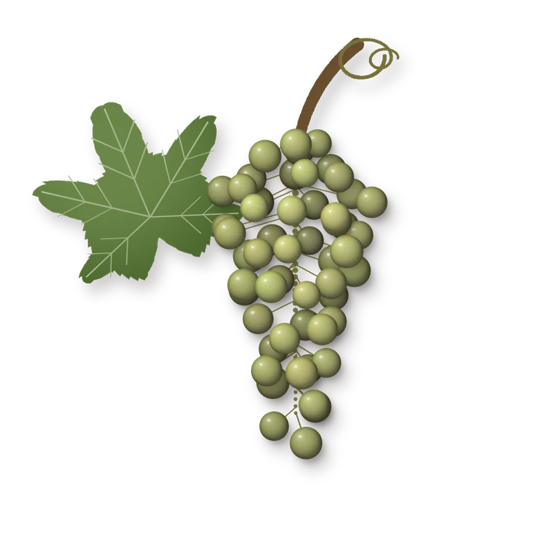 Drawing of a Debrői Hárslevelű bunch