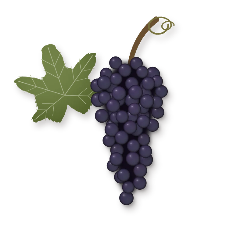 Drawing of a Divico bunch