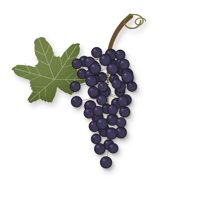 Drawing of a Dolcetto bunch