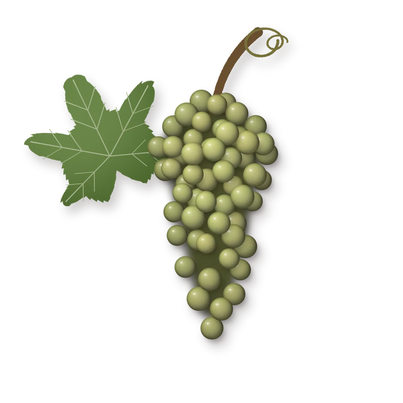 Drawing of a Doña Blanca bunch