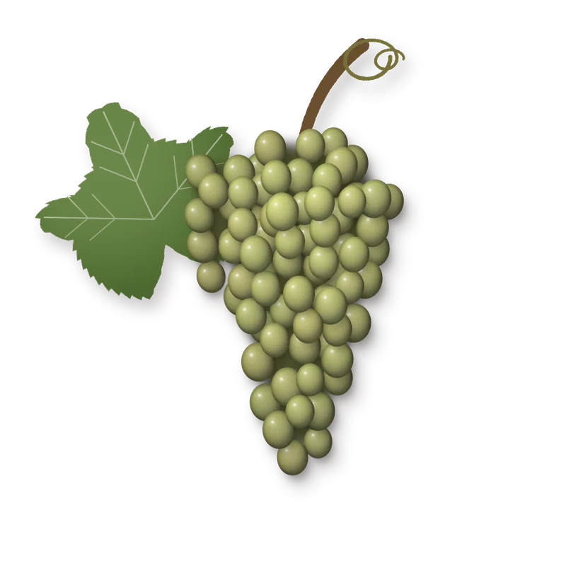 Drawing of a Durella bunch