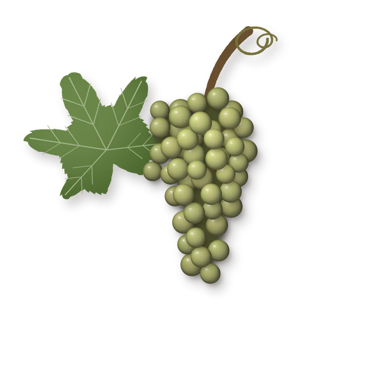Drawing of a Egri Leányka bunch