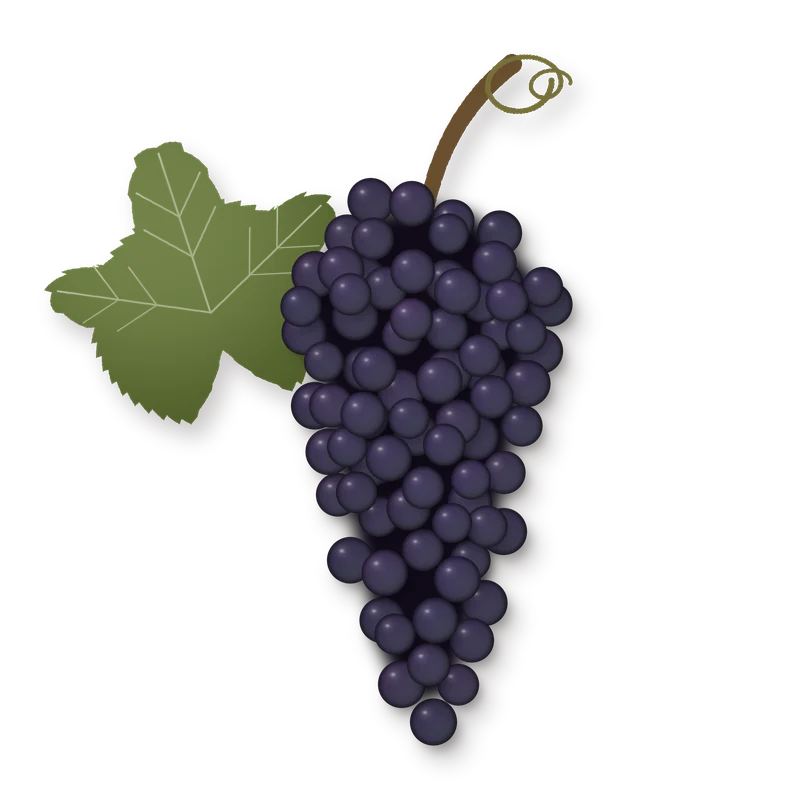 Drawing of a Espadeiro bunch