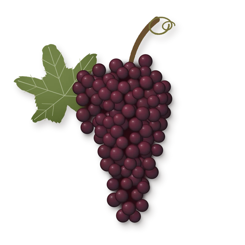 Drawing of a Frühroter Veltliner bunch