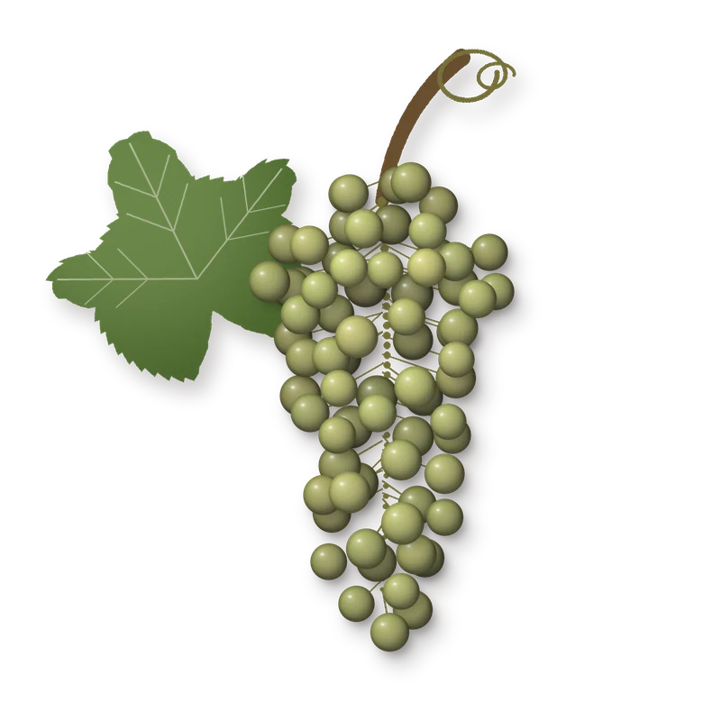 Drawing of a Furmint bunch