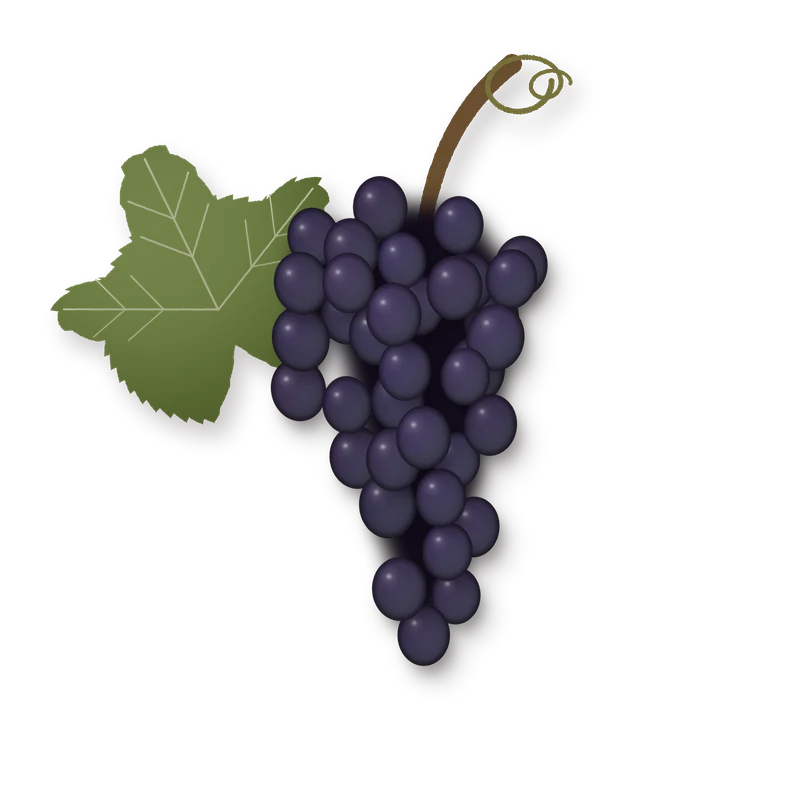 Drawing of a Gamay del Trasimeno bunch