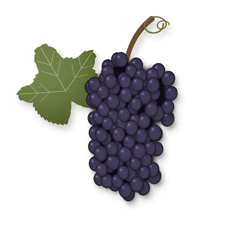 Drawing of a Gamay bunch