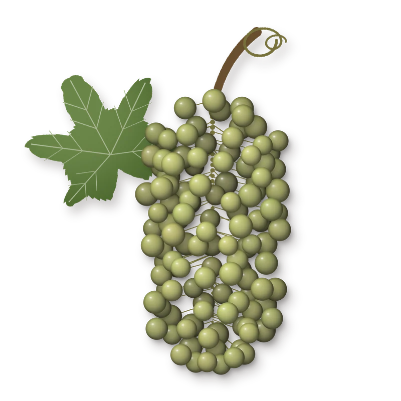 Drawing of a Garganega bunch