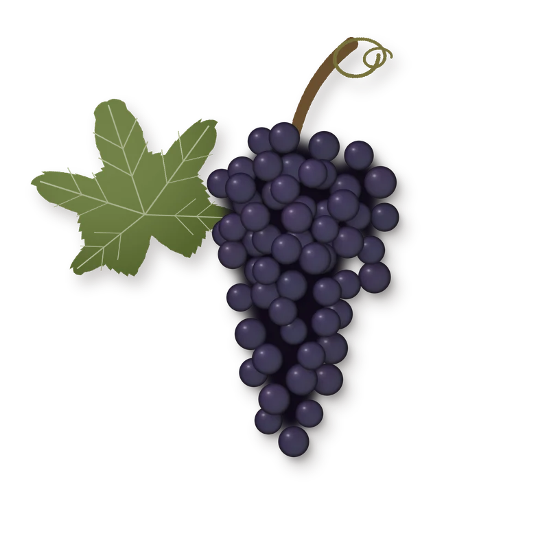 Drawing of a Garnacha Tintorera bunch