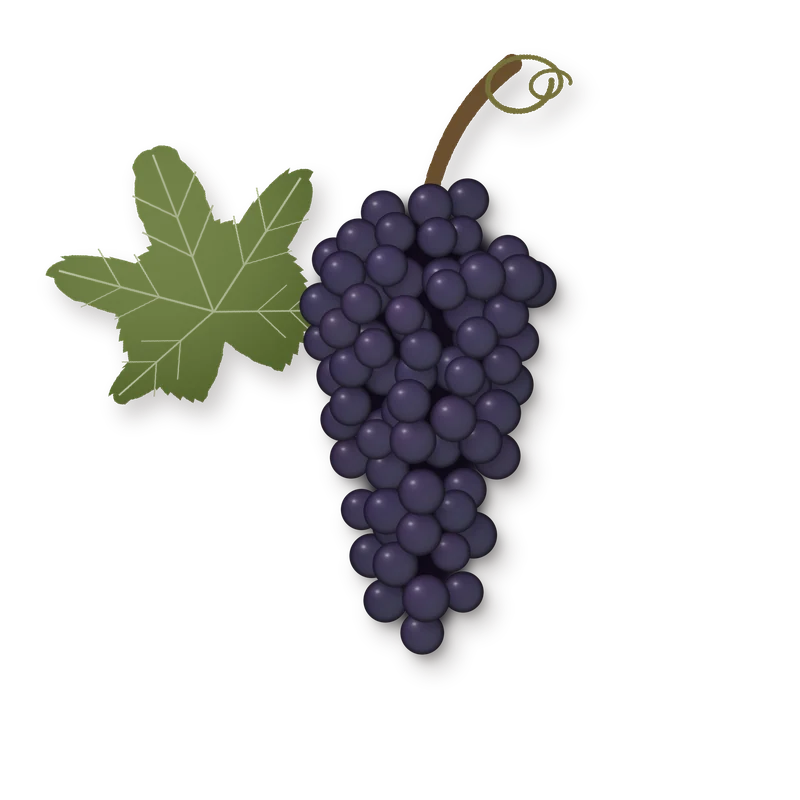 Drawing of a Garnacha bunch