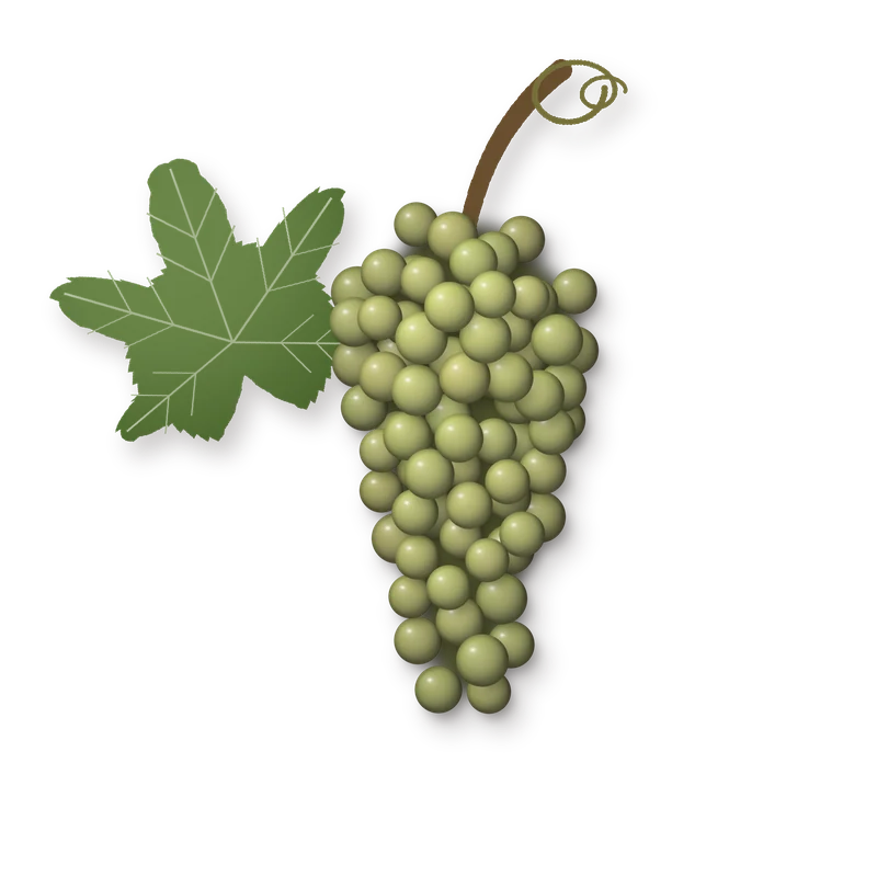 Drawing of a Garnatxa Blanca bunch