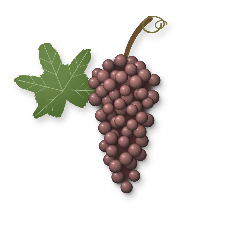 Drawing of a Gewuerztraminer bunch
