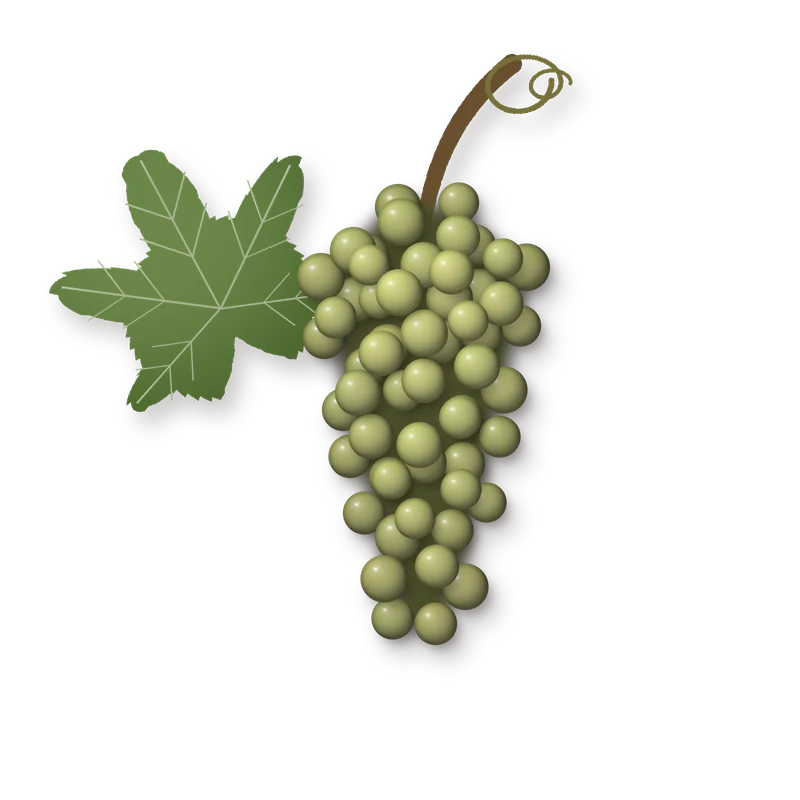Drawing of a Gouais bunch